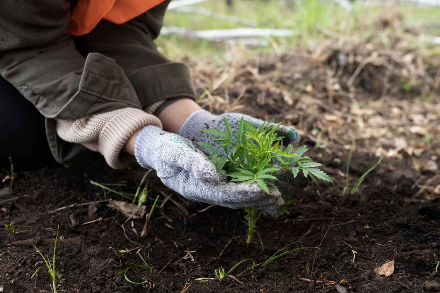 The Steps Involved in Our Tree Care Process in South Bend, IN